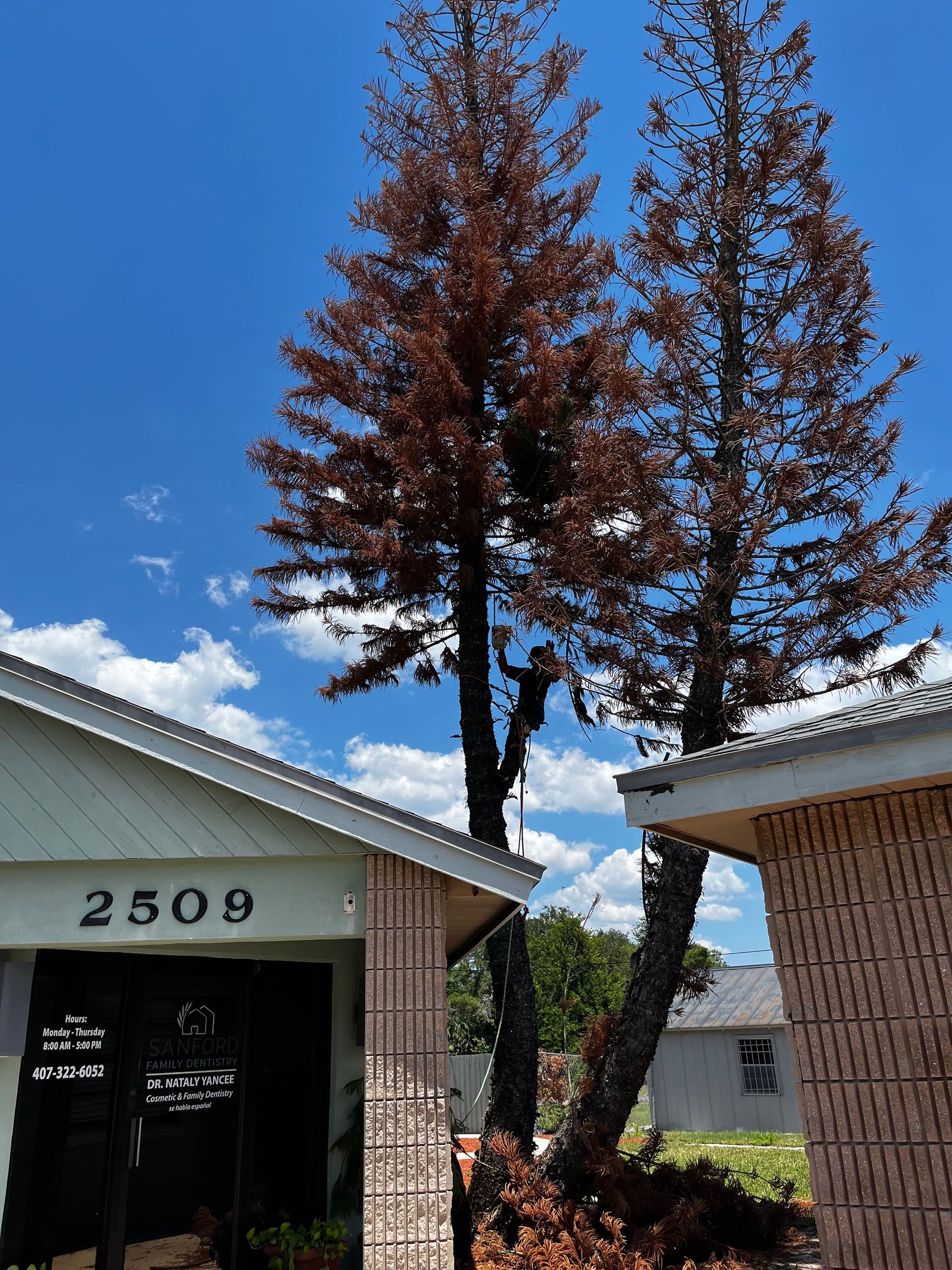 Two tall reddish-brown trees between two building rooftops under a blue sky