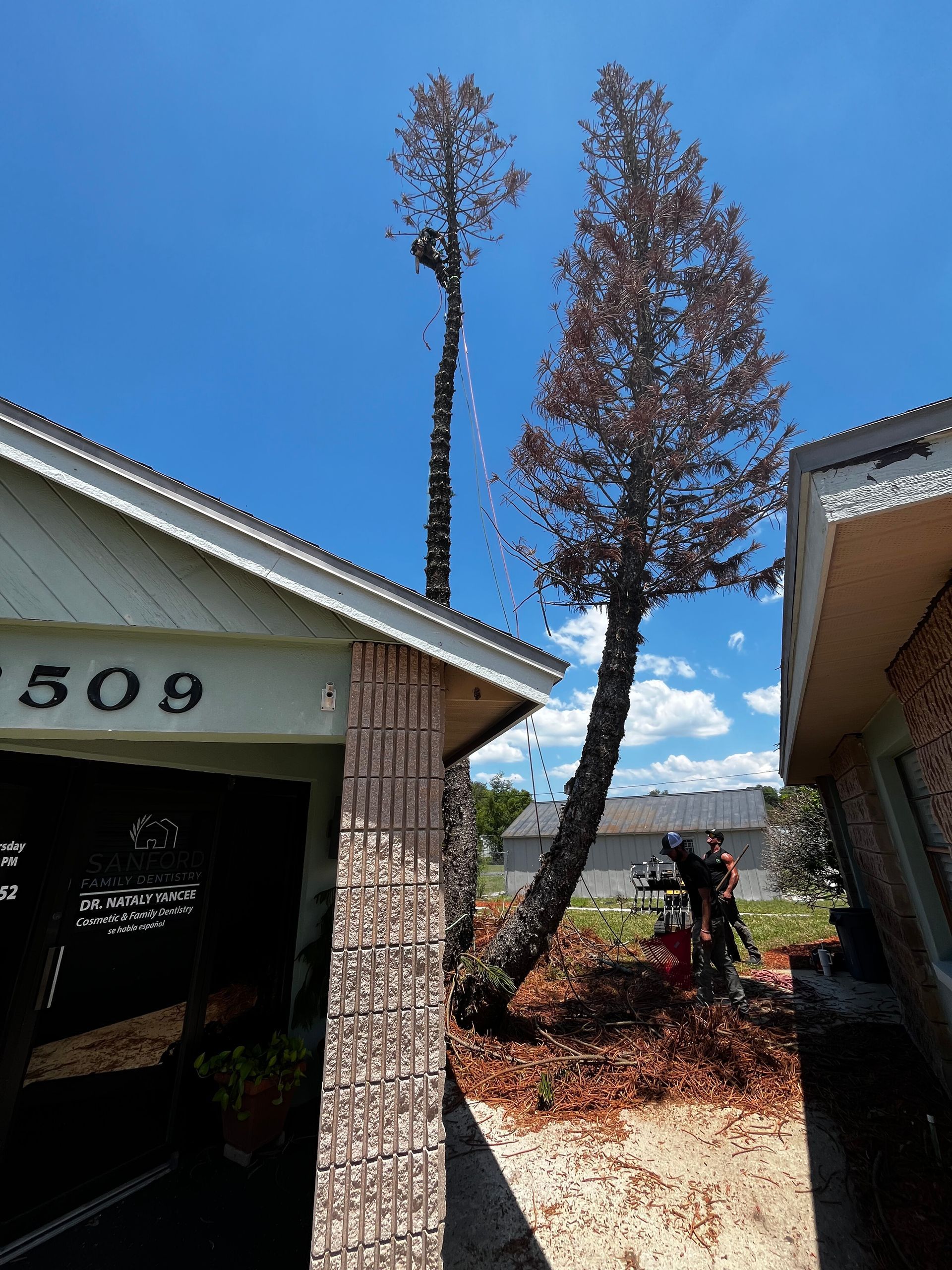House exterior with number 509, two tall pruned trees, and fallen leaves under a clear blue sky