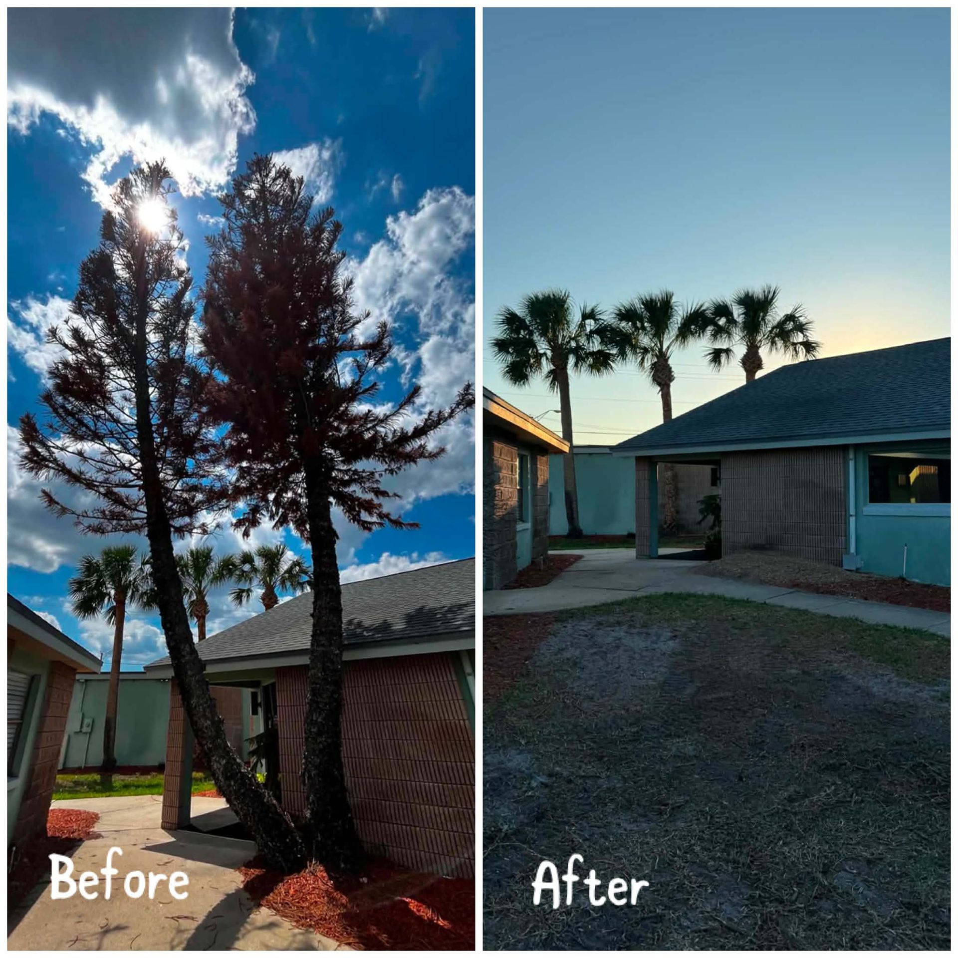 Before-and-after yard view: tall tree removed, leaving a clearer view of the house and palm trees.