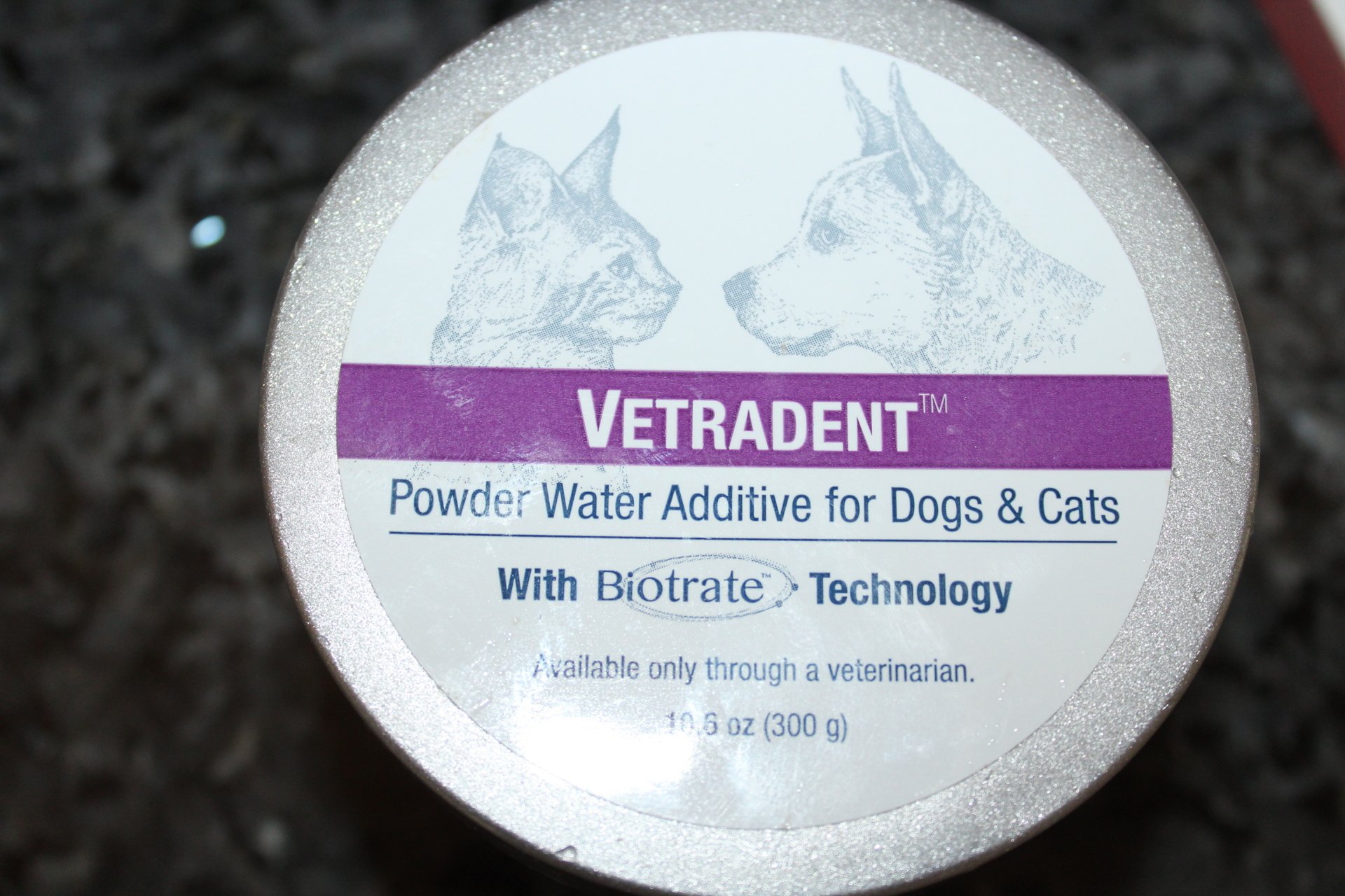 The World's Most Experienced Italian Greyhound Breeder