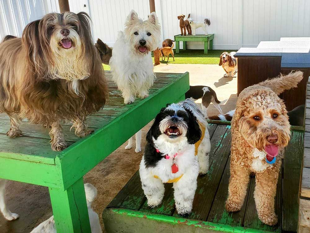 guarderia para perros en Saltillo