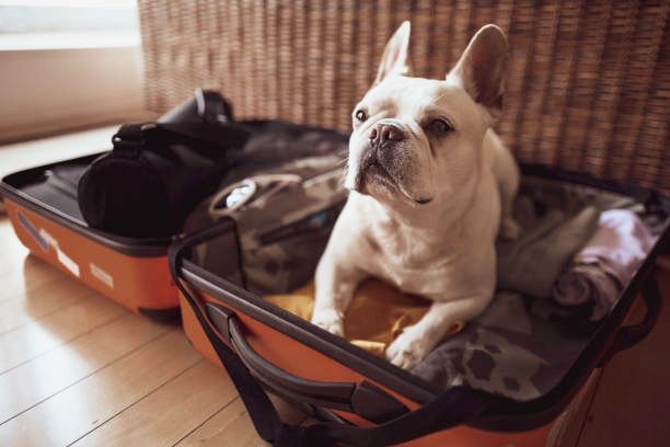 hotel para perros en Pachuca