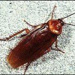 Brown cockroach on a textured, light gray surface.