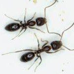Two small, black ants on a white surface with legs and antennae extended.