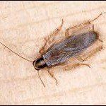 Cockroach on light-colored wood, brown and black body, long antennae.