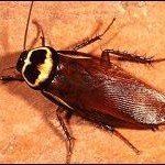 Cockroach with a dark brown body, yellow and black markings on its head, resting on a textured surface.