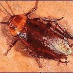 Brown cockroach on a light-colored surface, antennae extended.