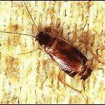 Cockroach on a textured, light-brown surface, with long antennae and a dark brown body.