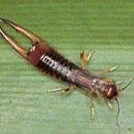 Brown earwig insect with large pincers on green leaf.