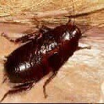 Cockroach, dark brown, on a light-colored surface.