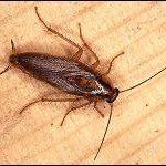 Cockroach on a beige surface, dark brown body, long antennae, visible legs.