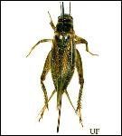 Cricket, brown and green, with long antennae and legs, on a white background.
