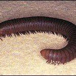 A large, dark purple millipede crawling on a light tan surface.