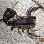 Dark scorpion with large claws on light sand.