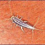 Silverfish insect on a brown surface, showing its segmented body and antennae.