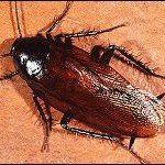 Brown cockroach with long antennae on a brown surface.