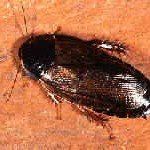 Black cockroach on a brown surface, showing antennae and body details.