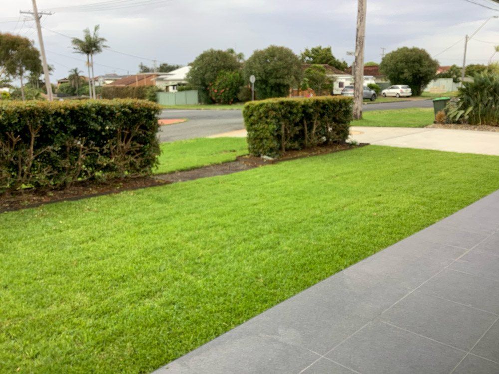 A Lush Green Lawn is Surrounded by Bushes and a Sidewalk — Greener Gardens Gardening Service In Thrumster, NSW