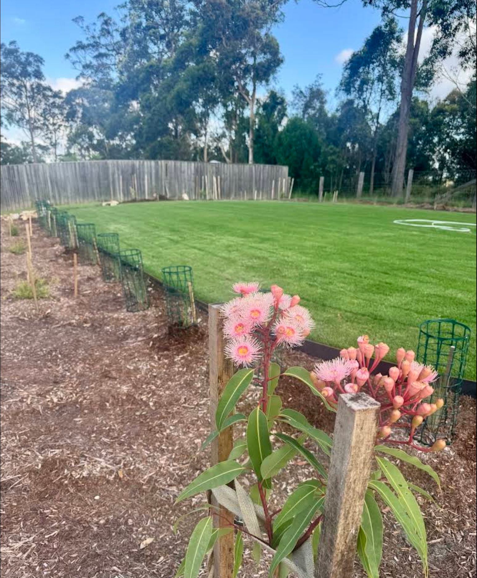 Pink flowers are growing on a wooden post — Greener Gardens Gardening Service In Thrumster, NSW
