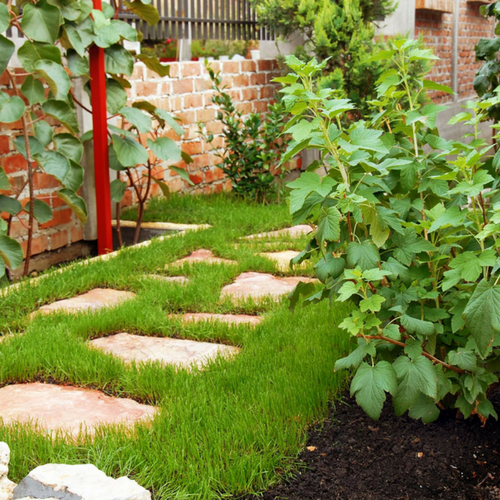 A stone stepping-stone path leads through a patch of green grass in a garden with a brick wall and various plants.