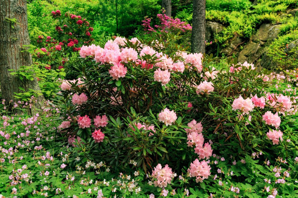 Coastal Maine Botanical Gardens flowers