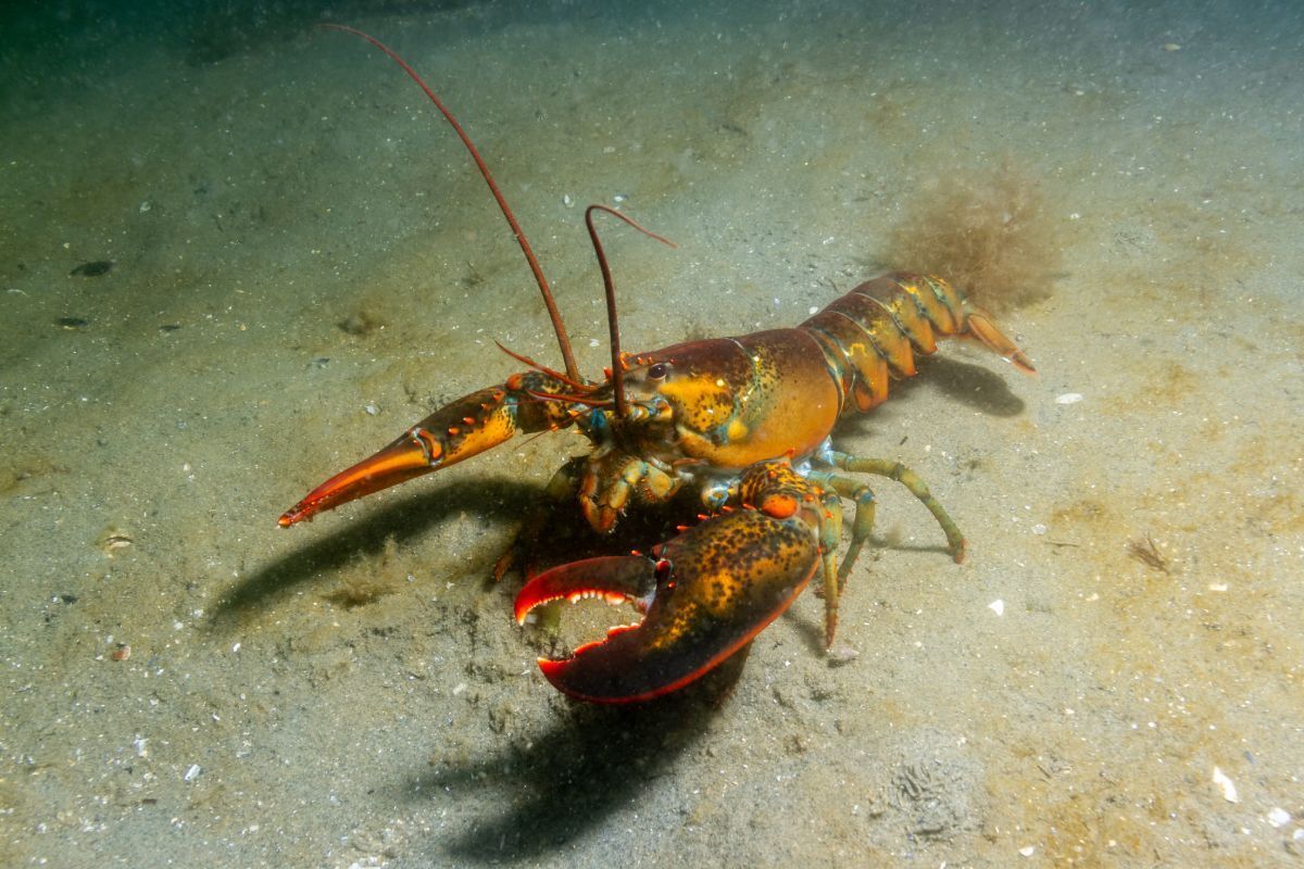 lobster