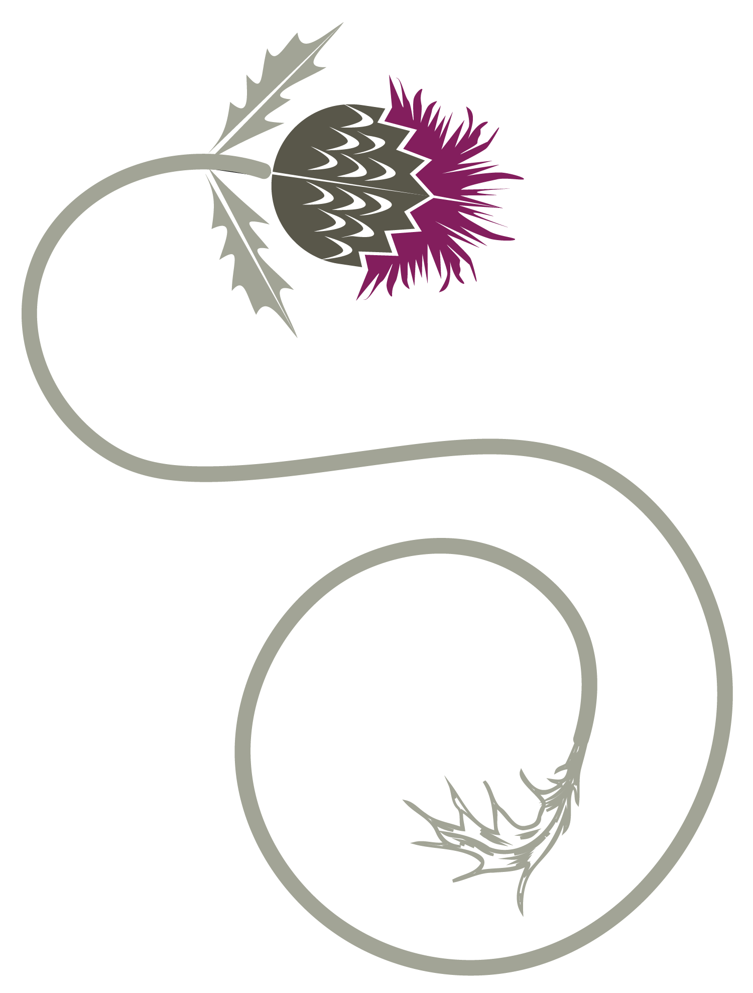 thistle-graphic