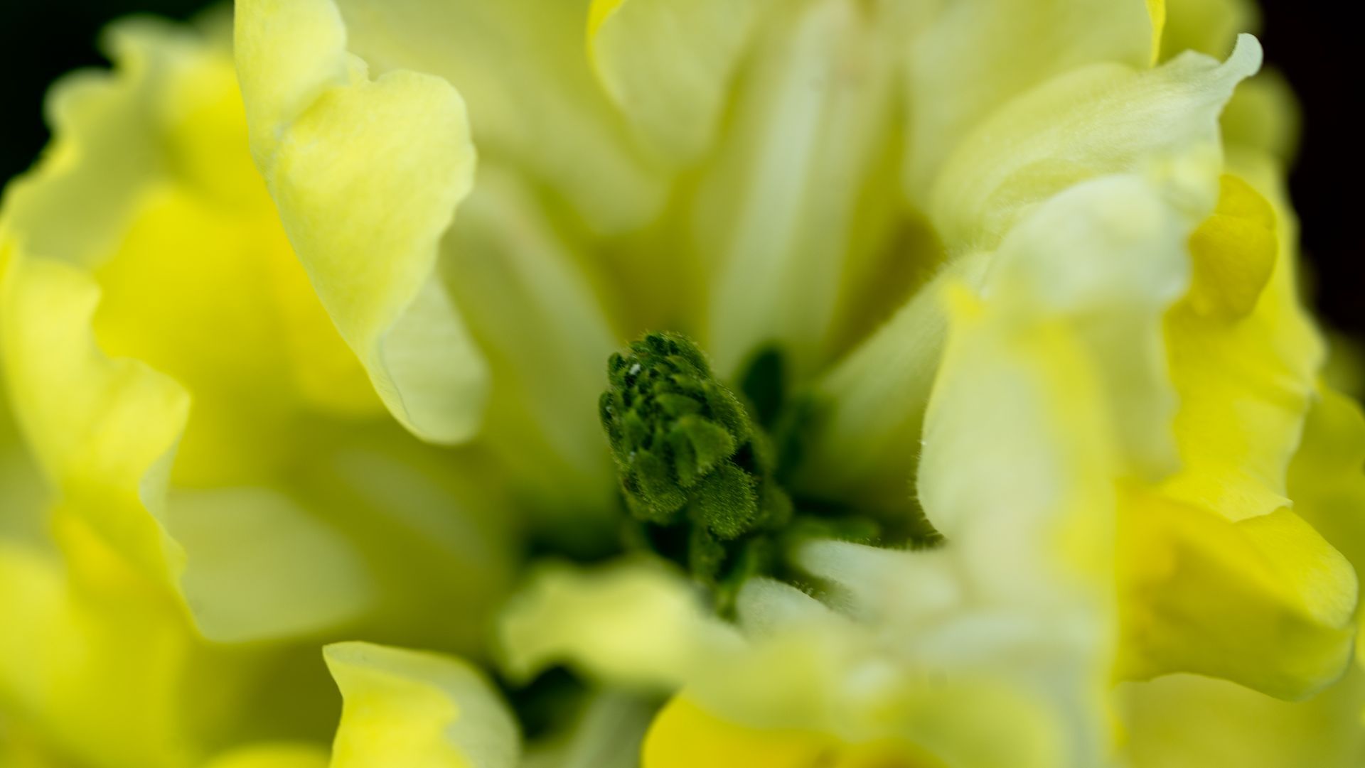 Close-up of a yellow flower with a green center and soft petals