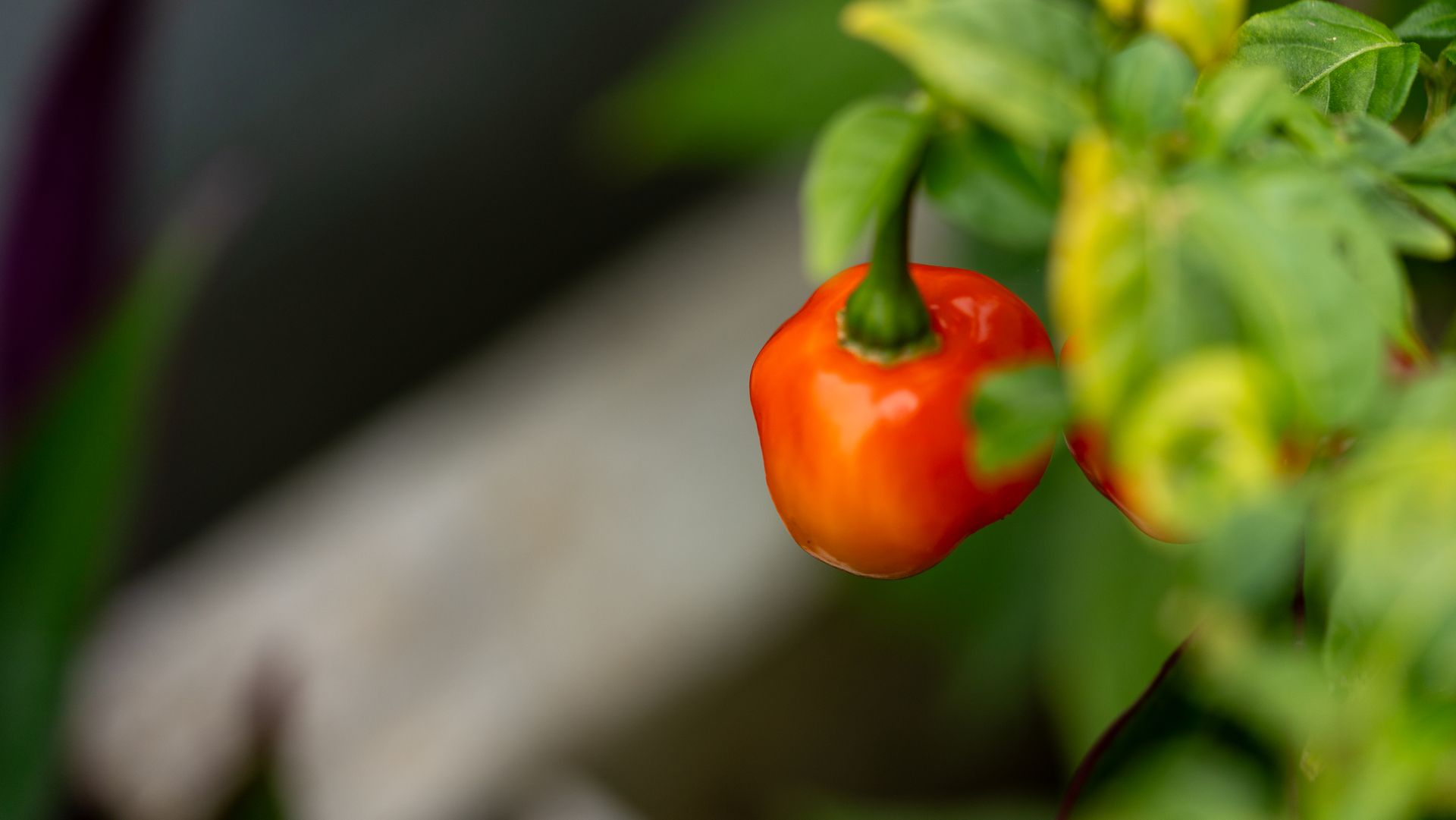 Orange-red pepper on a plant among green leaves.