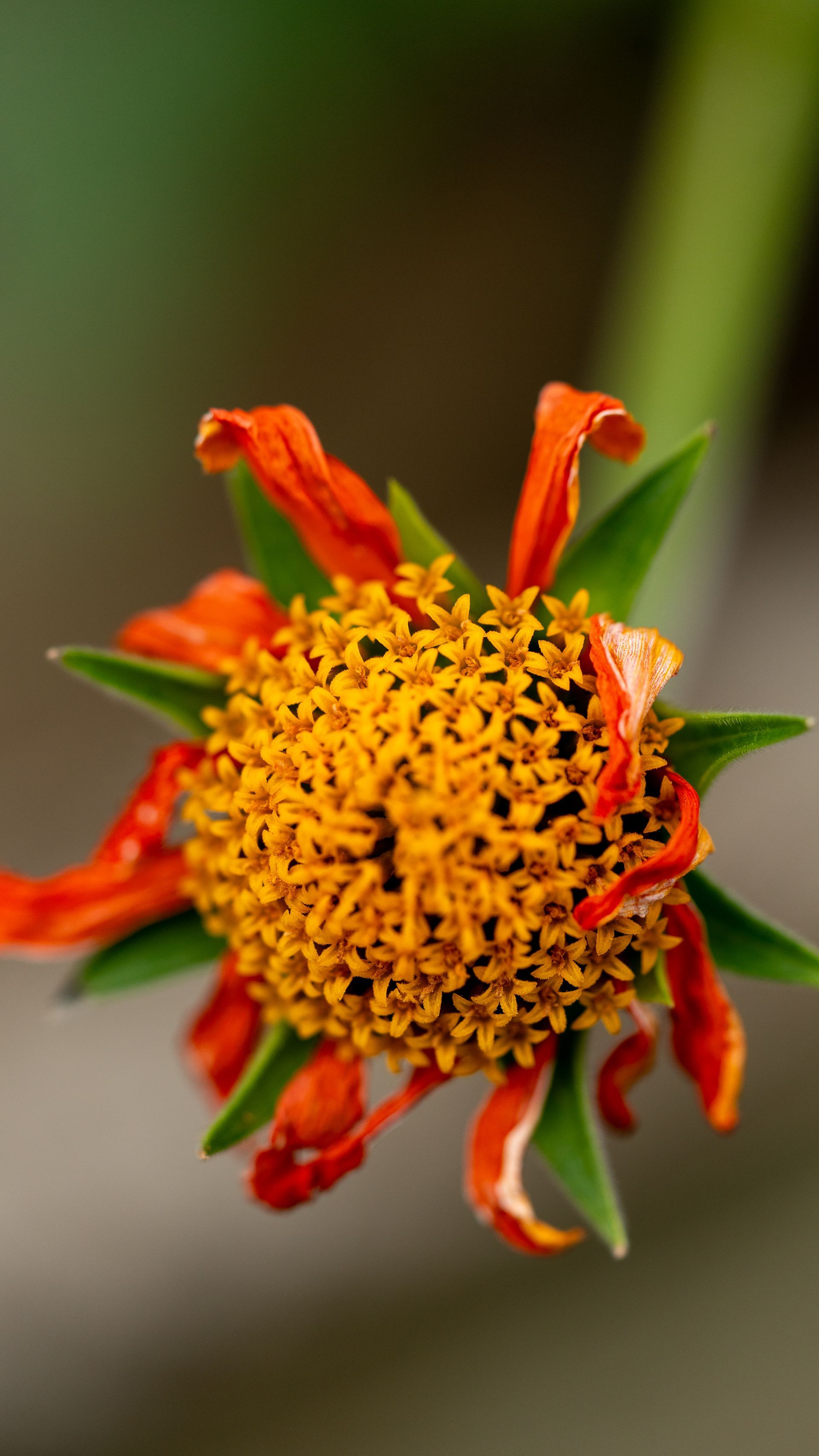Close-up of a yellow-orange flower with curled red petals against a blurred green background