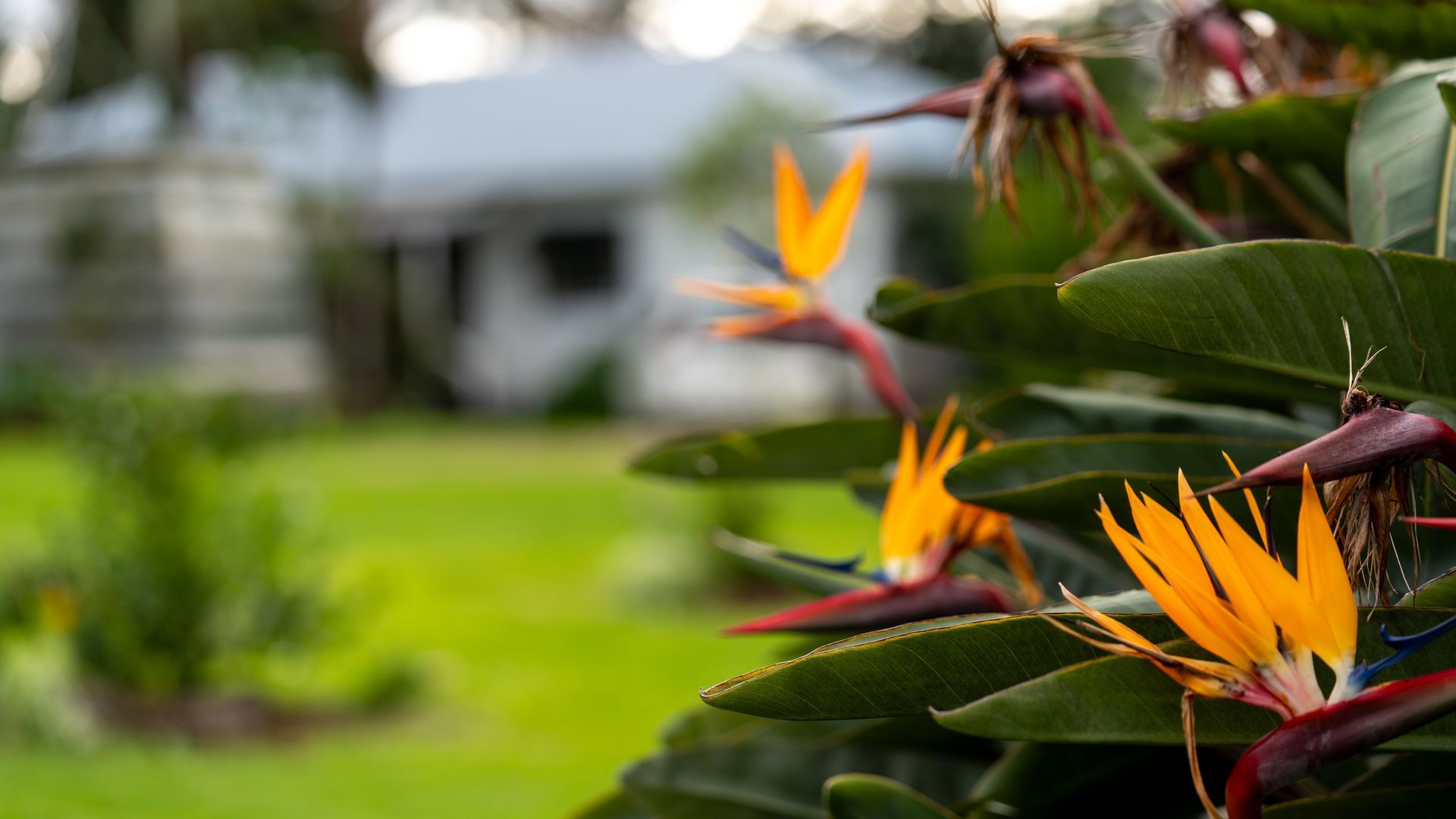 Orange bird-of-paradise flowers beside green leaves in a garden, with a blurred house in the background