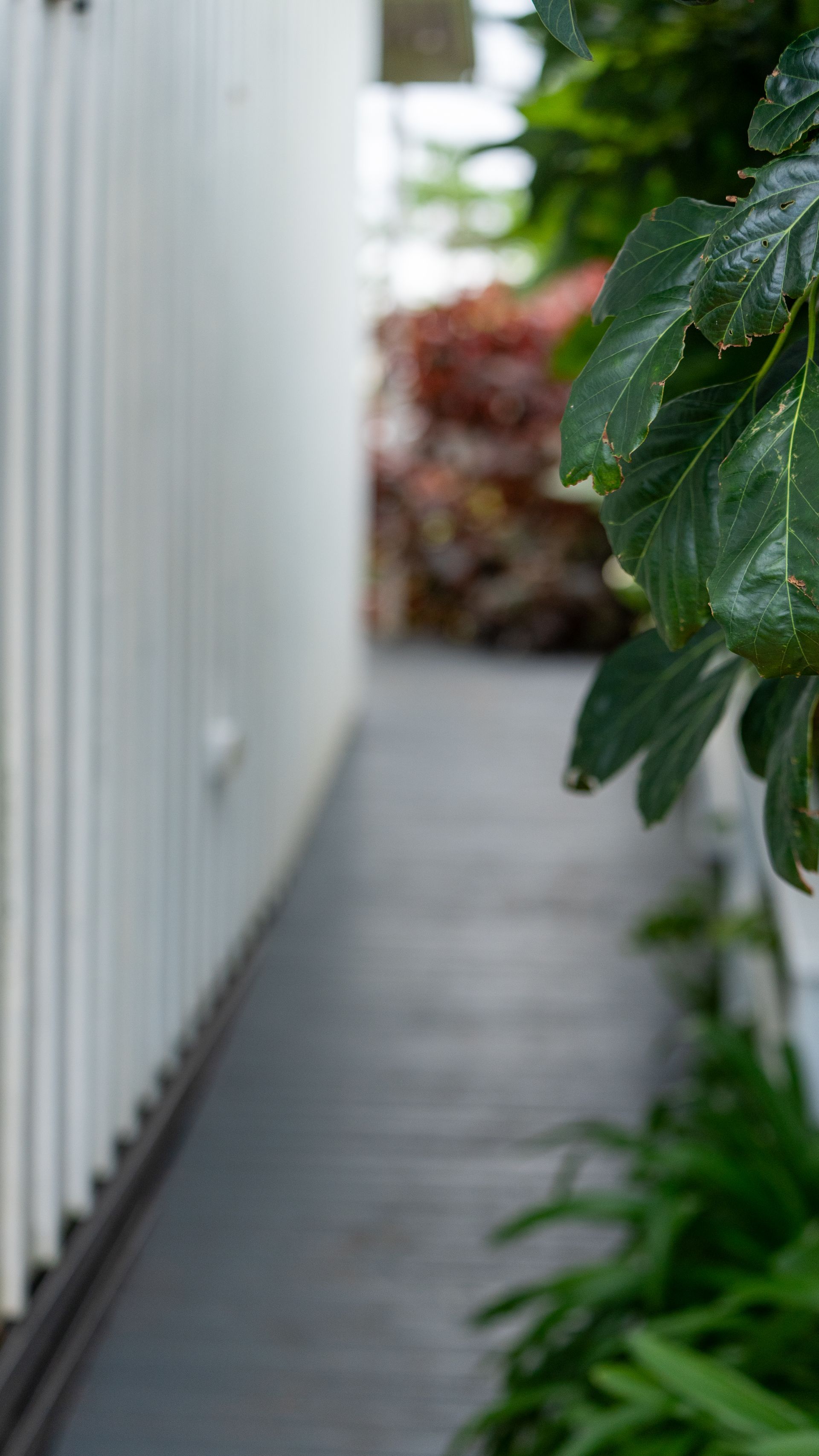 Narrow garden walkway beside a white fence, with green leaves in the foreground.