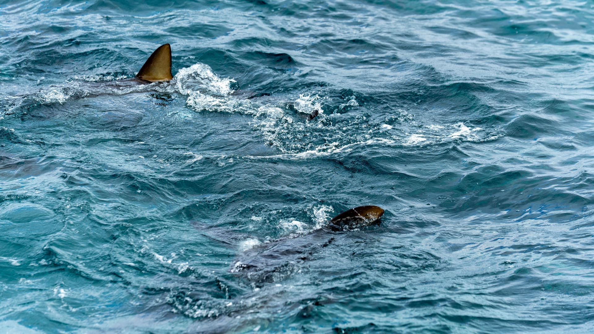 Two sharks swimming in choppy blue ocean water, with one fin breaking the surface.