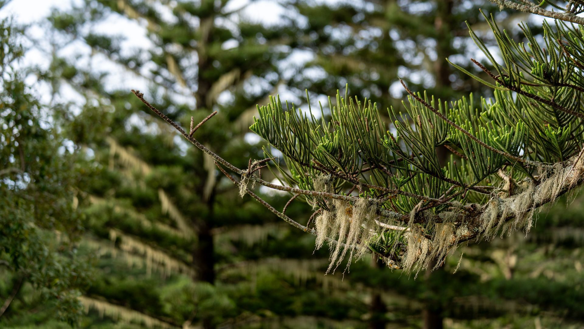 Close-up of pine branches with green needles and hanging lichen, with blurred trees in the background