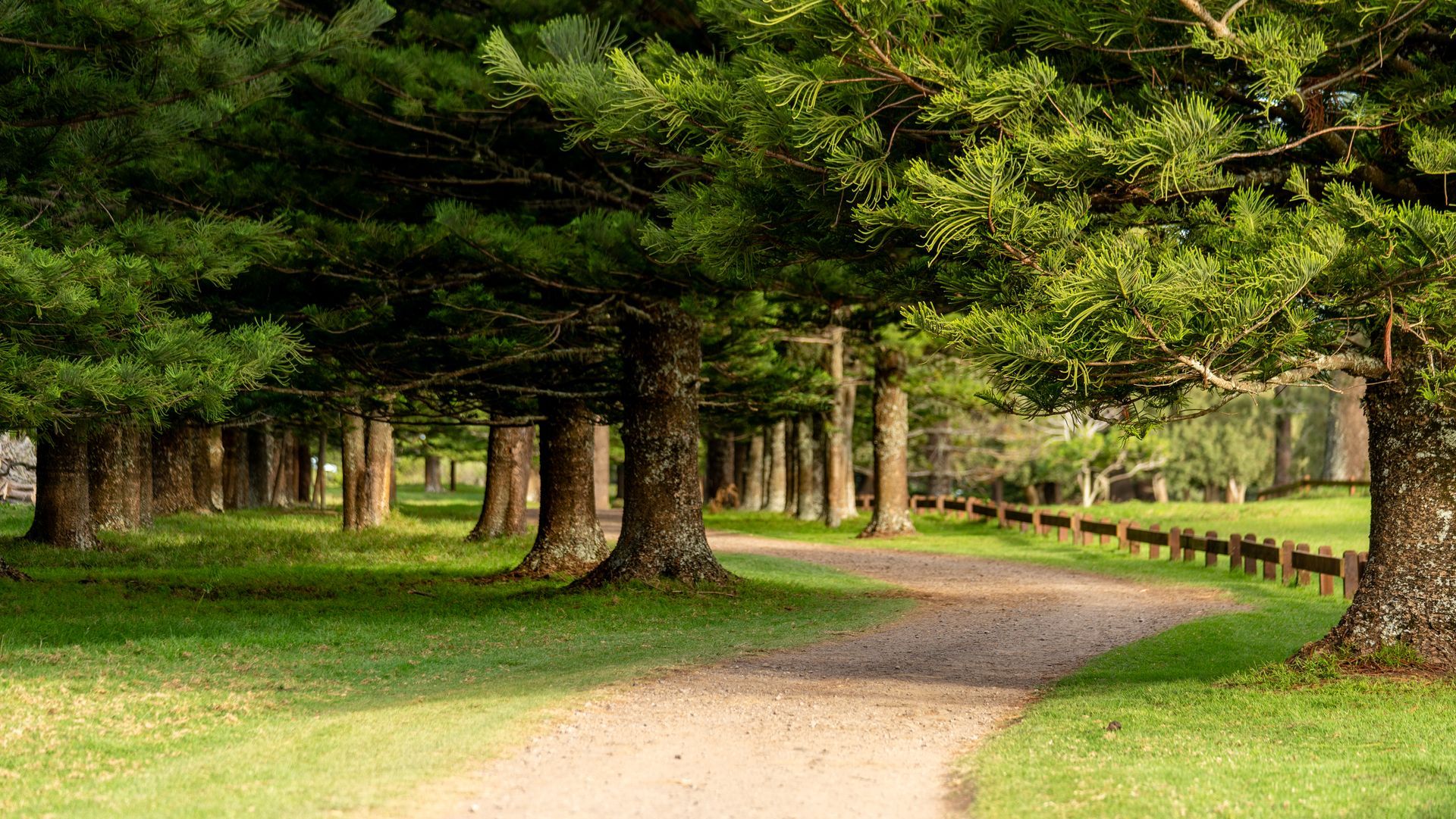 Curving dirt path through a green wooded park with tall trees and a wooden fence