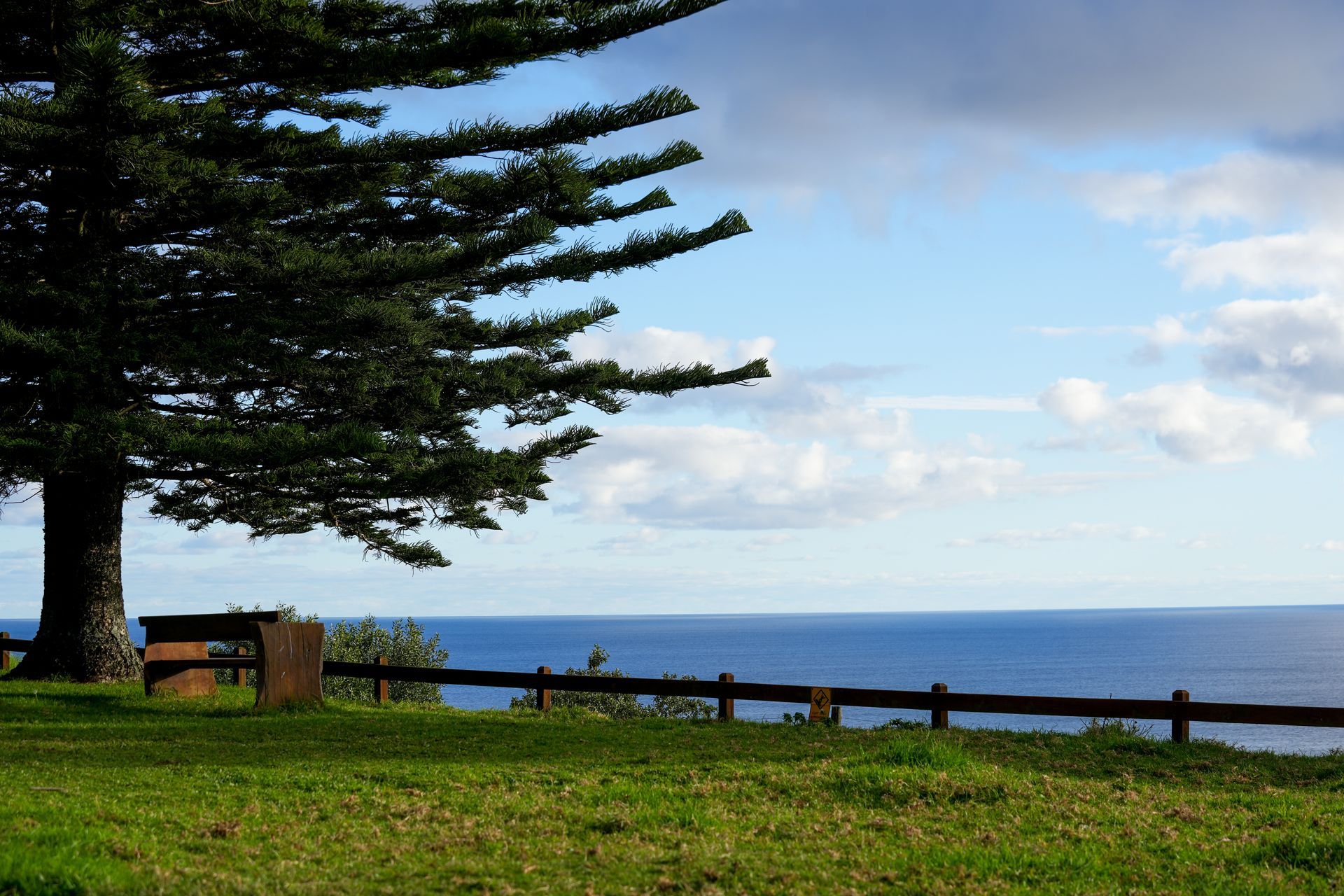 Coastal park with a large pine tree, bench, grassy foreground, and ocean under a partly cloudy sky