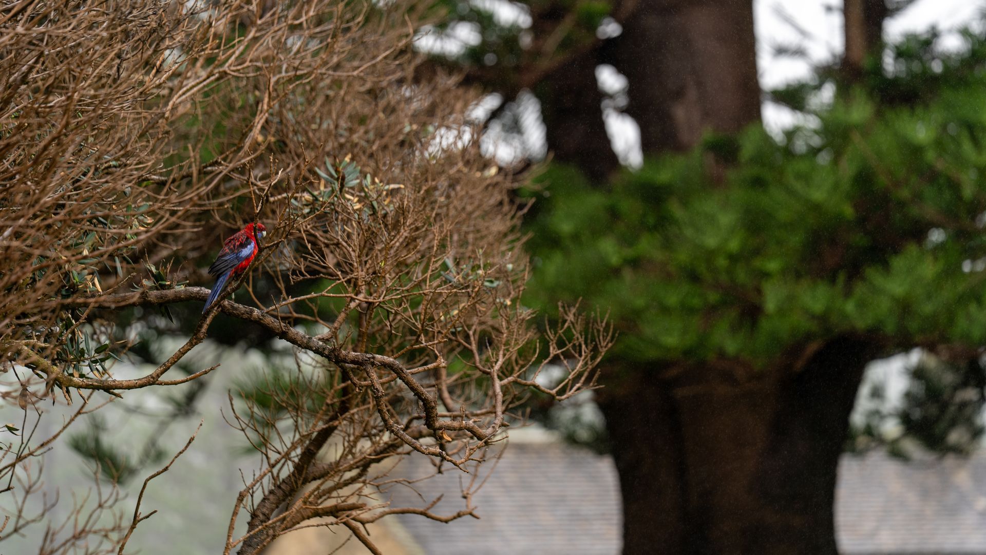 Small red bird perched among bare branches, with a tree trunk and green foliage in the background