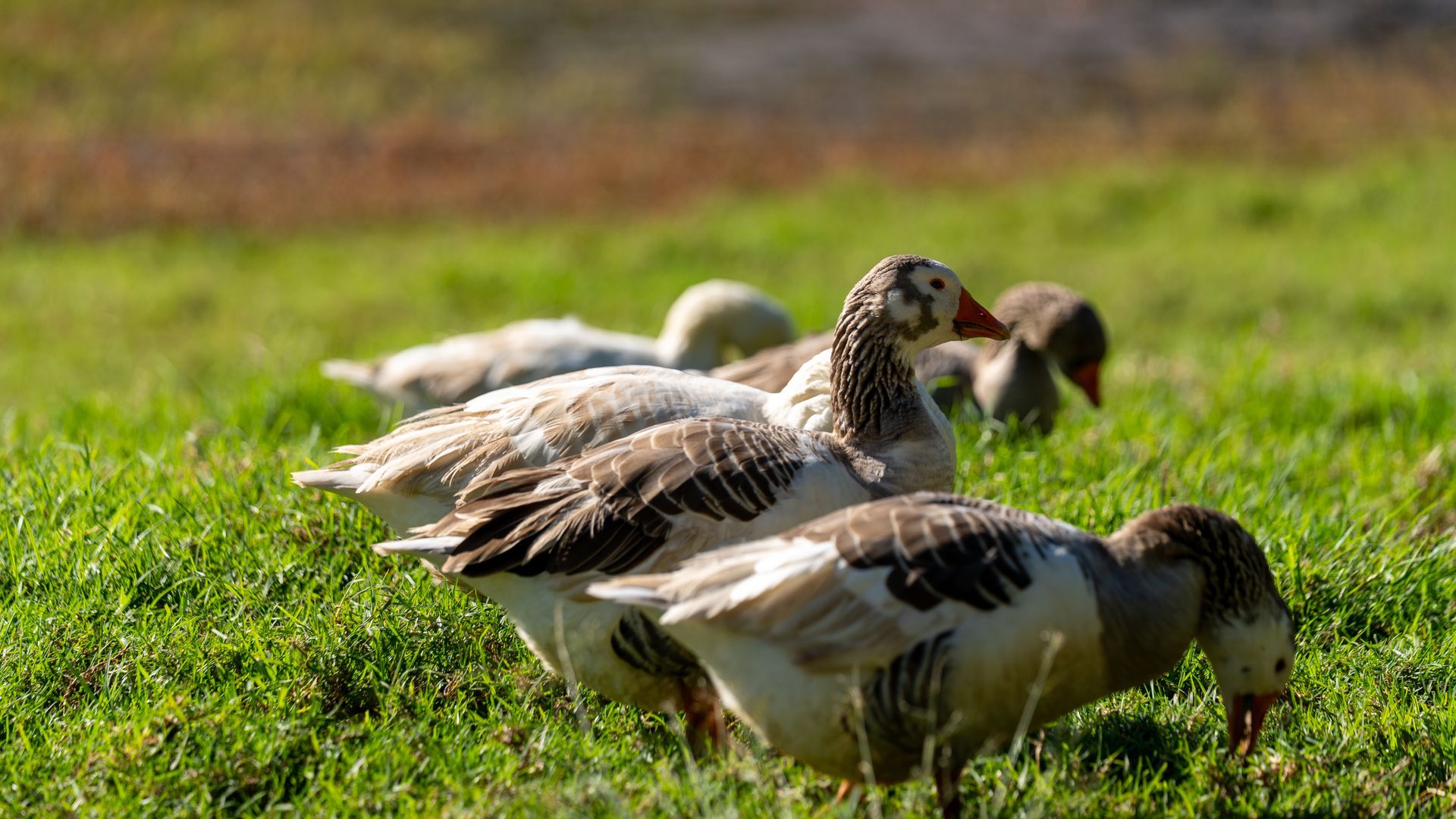 Three ducks grazing in a green grassy field