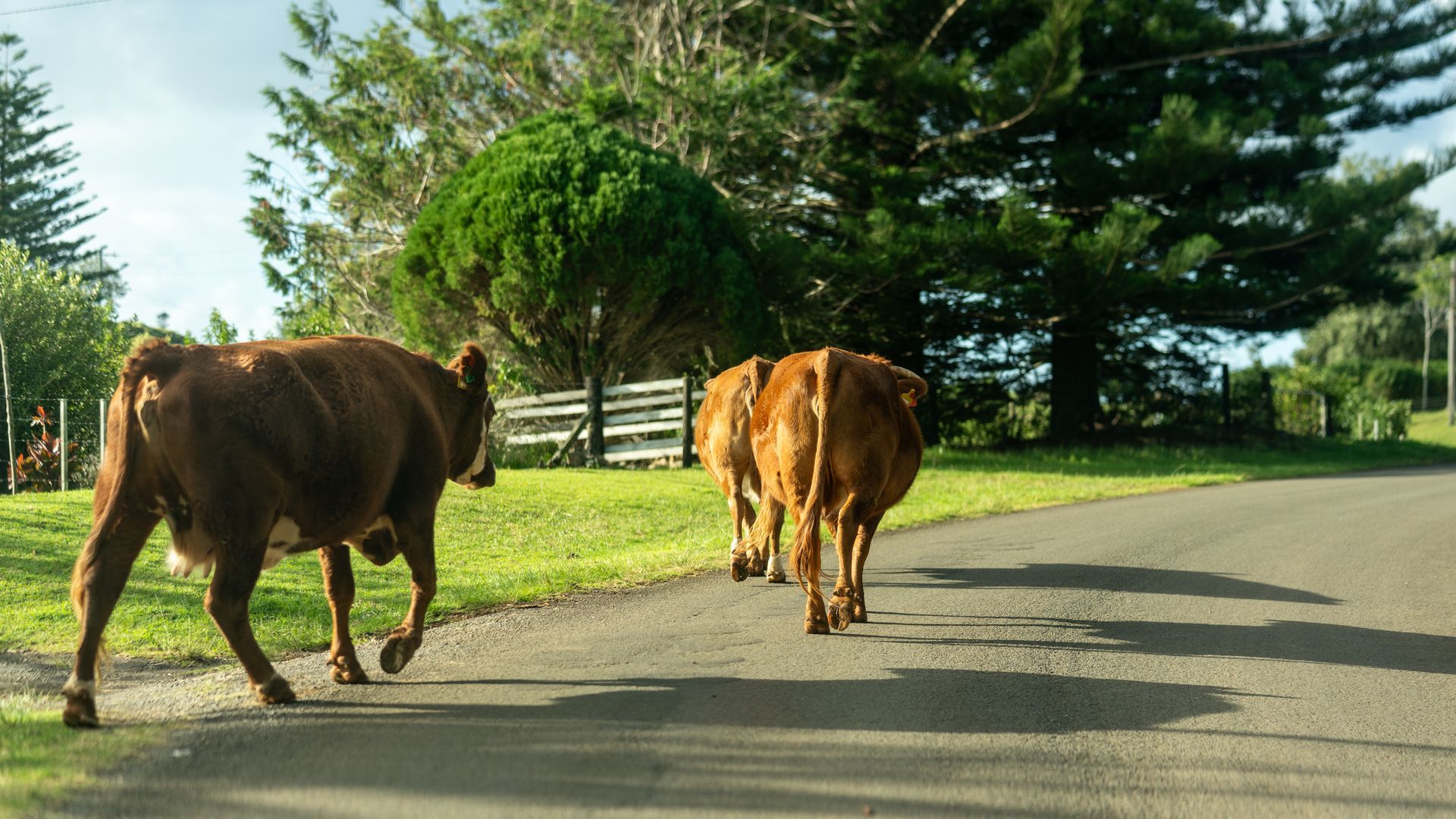 Two brown cows walking on a sunlit road beside green trees and grass.