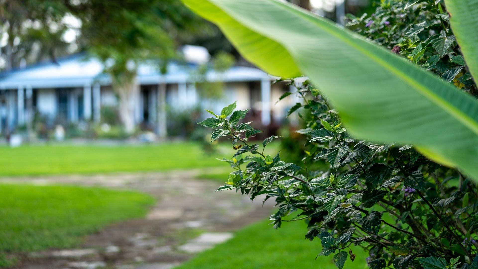 Blurred house with porch behind green lawn and path, framed by large leaves and shrubbery