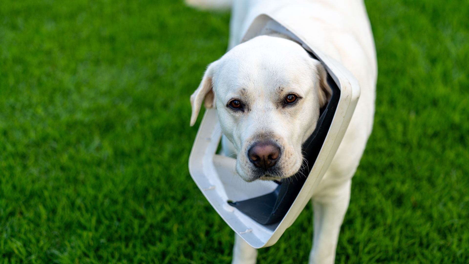 White dog walking on green grass with a black-and-white cone around its neck