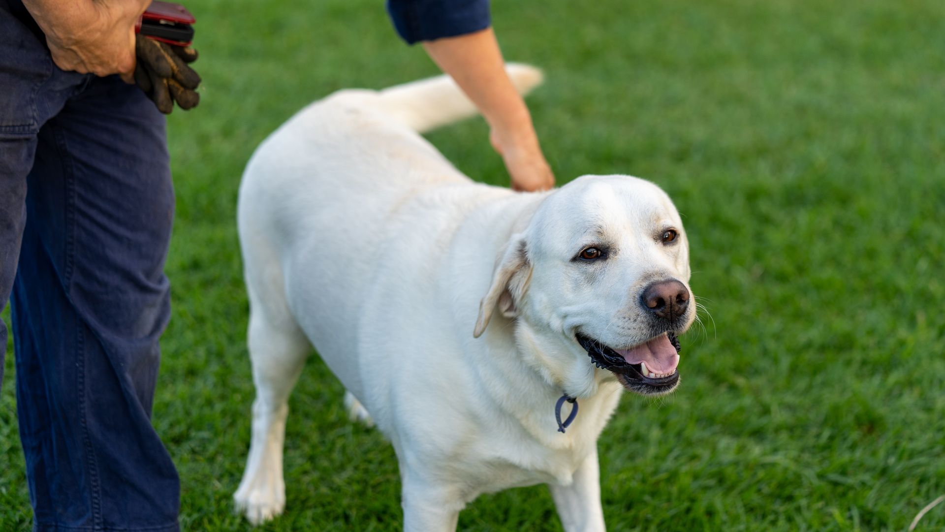 White Labrador standing on grass beside two people, with a hand petting its back.