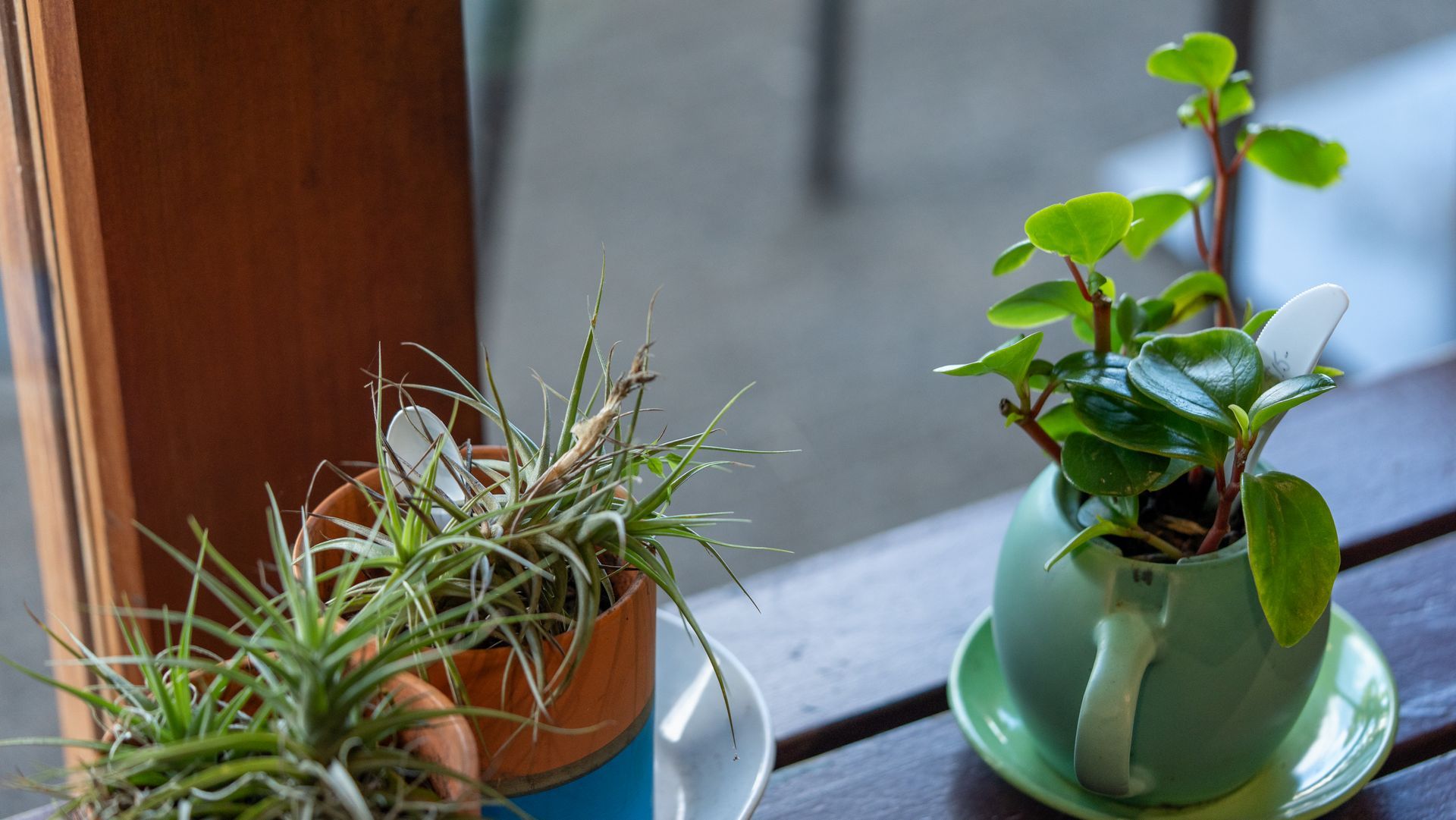 Two potted plants on a windowsill, one in a terracotta pot and one in a green mug-shaped planter.