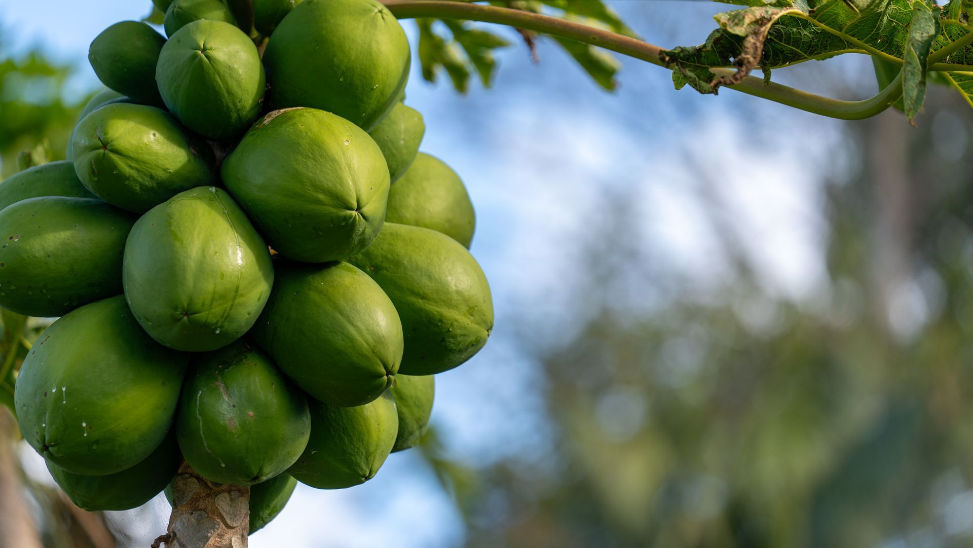 Cluster of green papayas hanging from a tree branch against a blurred blue sky