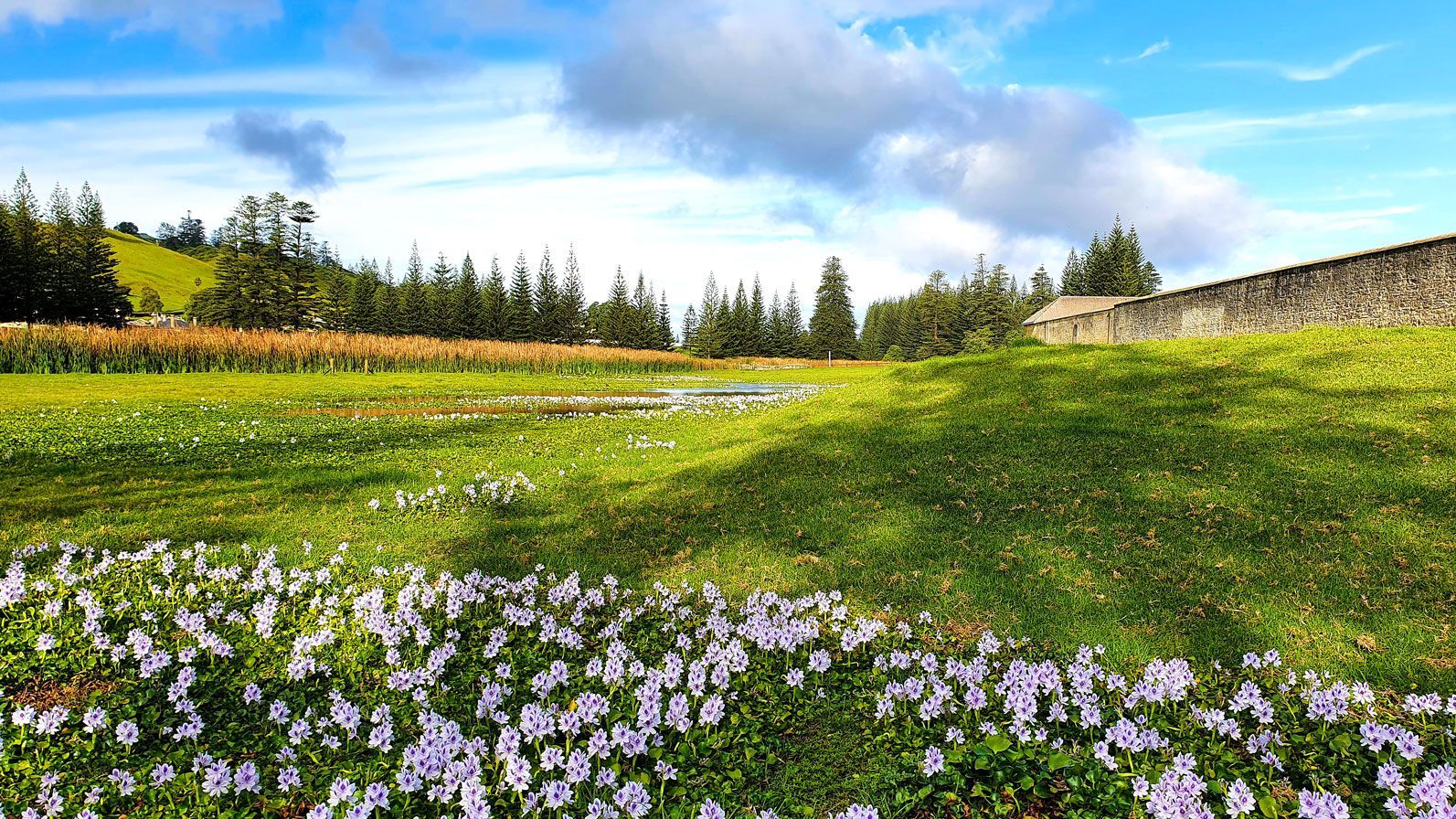 Lush green meadow with wildflowers, blue sky, and a stone wall on the right. Norfolk Island Trade Winds Seniors Sanctuary