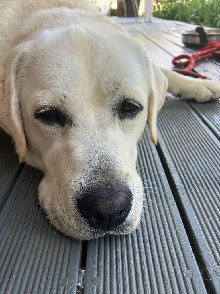 Norfolk Island Trade Winds Seniors Sanctuary with Bentley