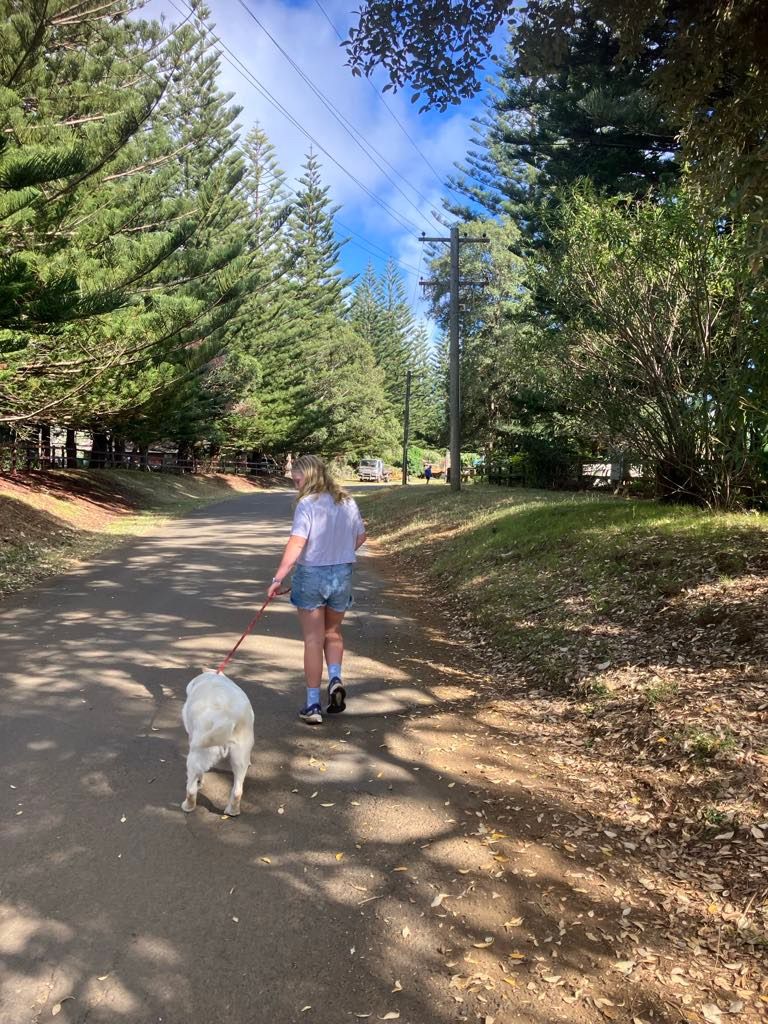 A person walking a white dog on a path lined with trees. Blue sky, sunny day. Norfolk Island Trade Winds Seniors Sanctuary