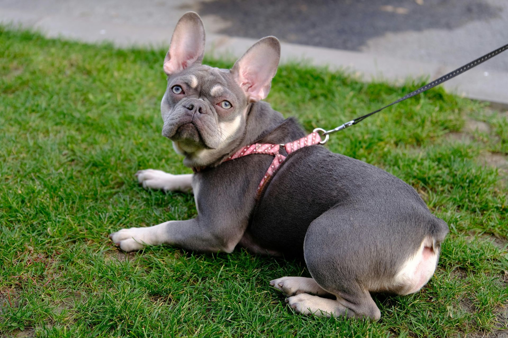 A dog with a bandage on its leg is being examined by two veterinarians.