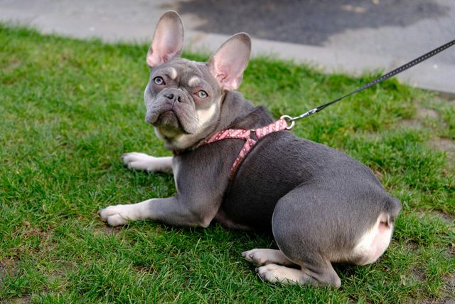 A dog with a bandage on its leg is being examined by two veterinarians.