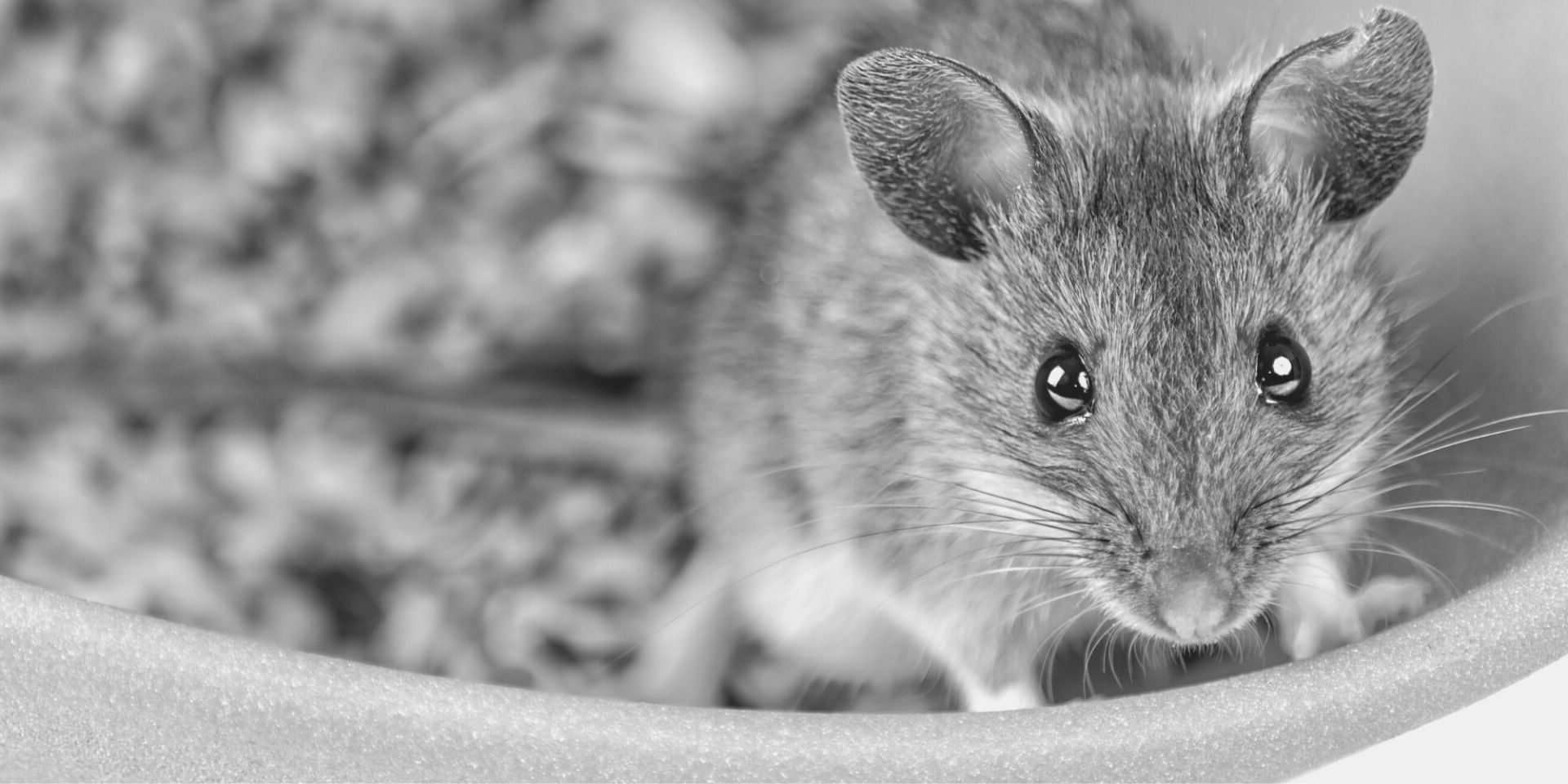 Rat smears from the oil on the rats fur